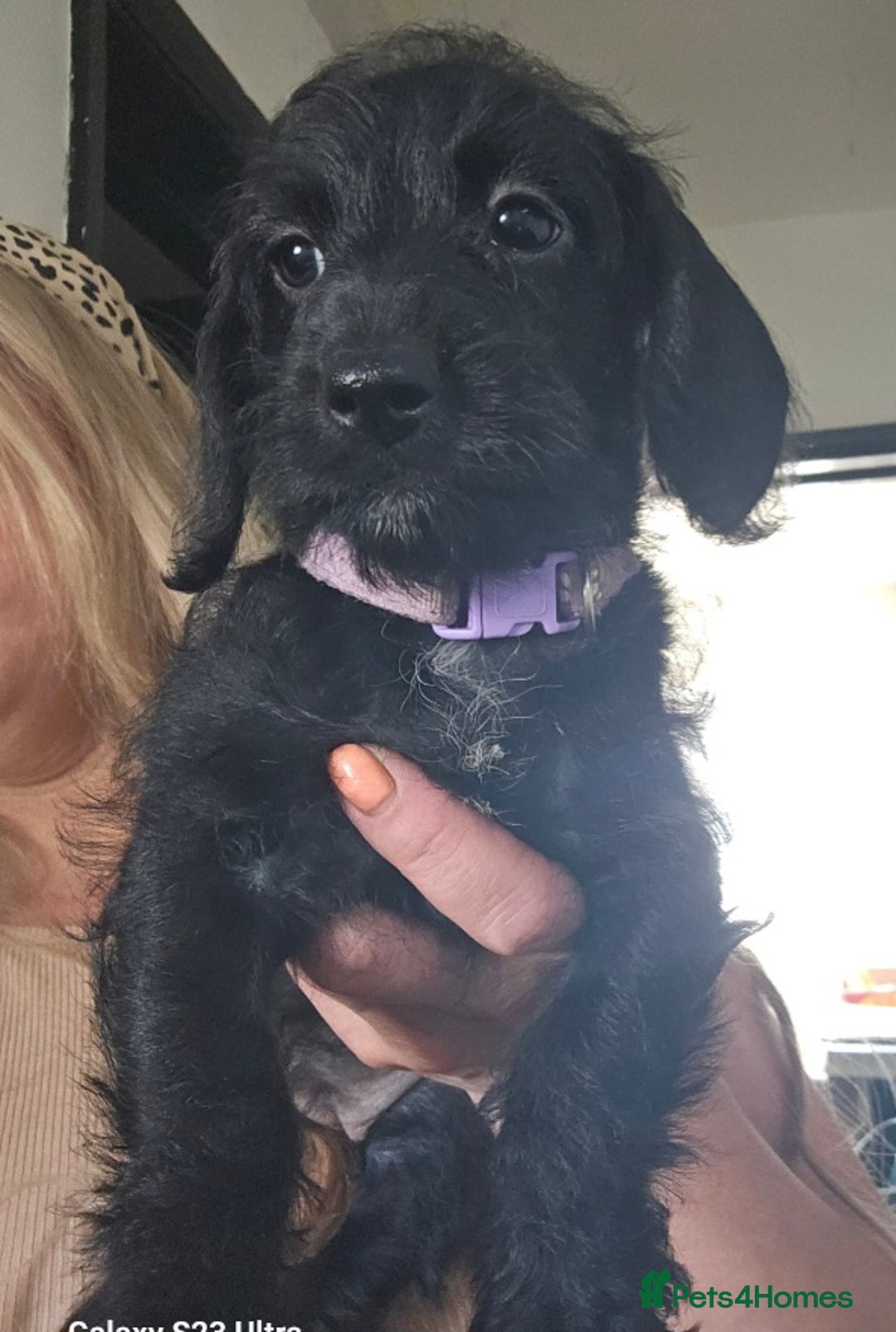 Doxiepoo dogs for sale: Doxipoos puppies mega curly & suited ONLY 2 LEFT  - Image 5