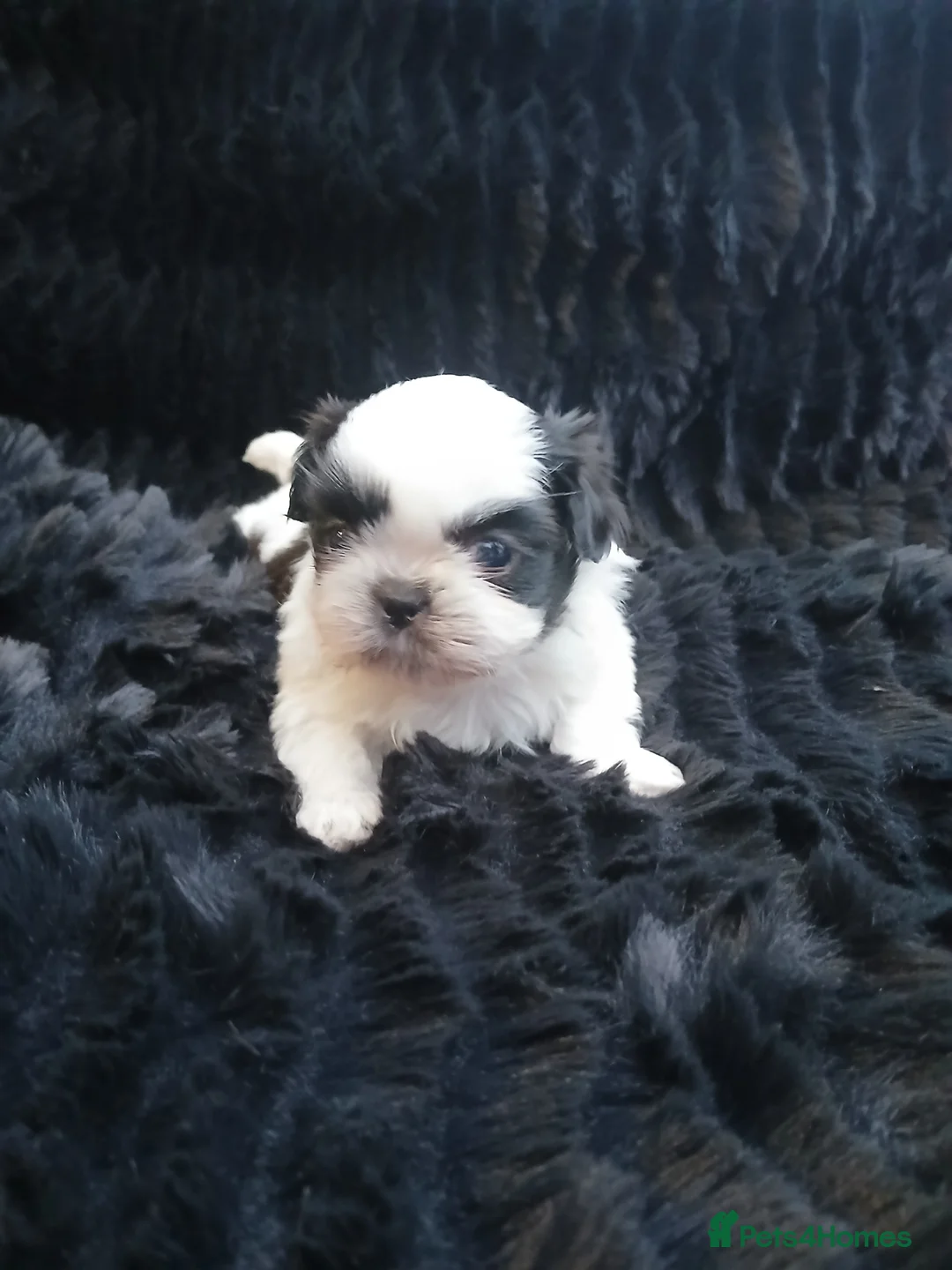 Shih Tzu dogs for sale: 4 Shih-tzu boy puppies for sale 1200/1300 - Advert 13