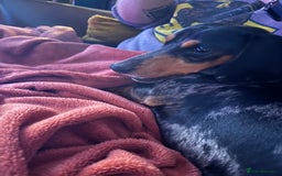 Miniature Dachshund dogs for sale: Rehoming - Mini dachshund (3) & French Bulldog (8) - Image 10