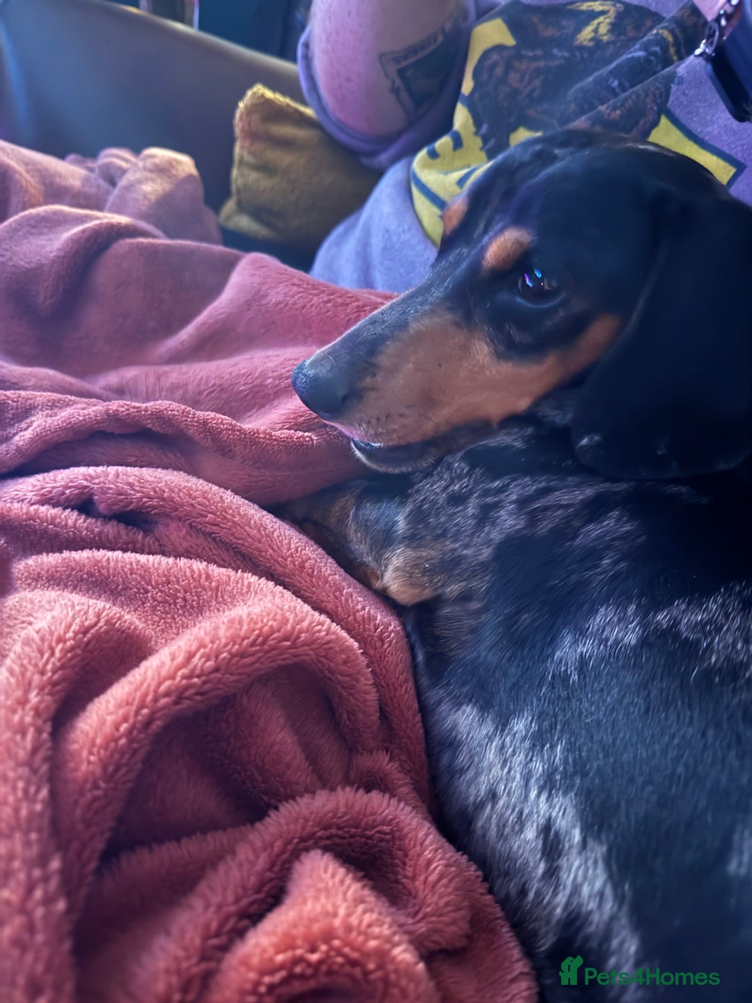 Miniature Dachshund dogs for sale: Rehoming - Mini dachshund (3) & French Bulldog (8) - Image 10