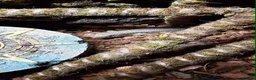Lizard reptiles for sale: 2 Schneider/berber skinks - Advert 8