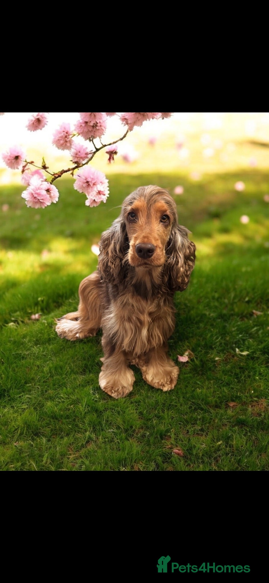 Cocker Spaniel dogs ❤️WAITING LIST BACK OPEN❤️ - Advert 2