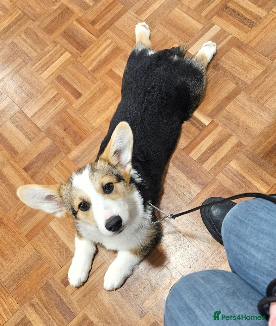 Welsh Corgi Pembroke dogs for stud: WPC Tri Colour Stud - Bulgarian IMP - Advert 3