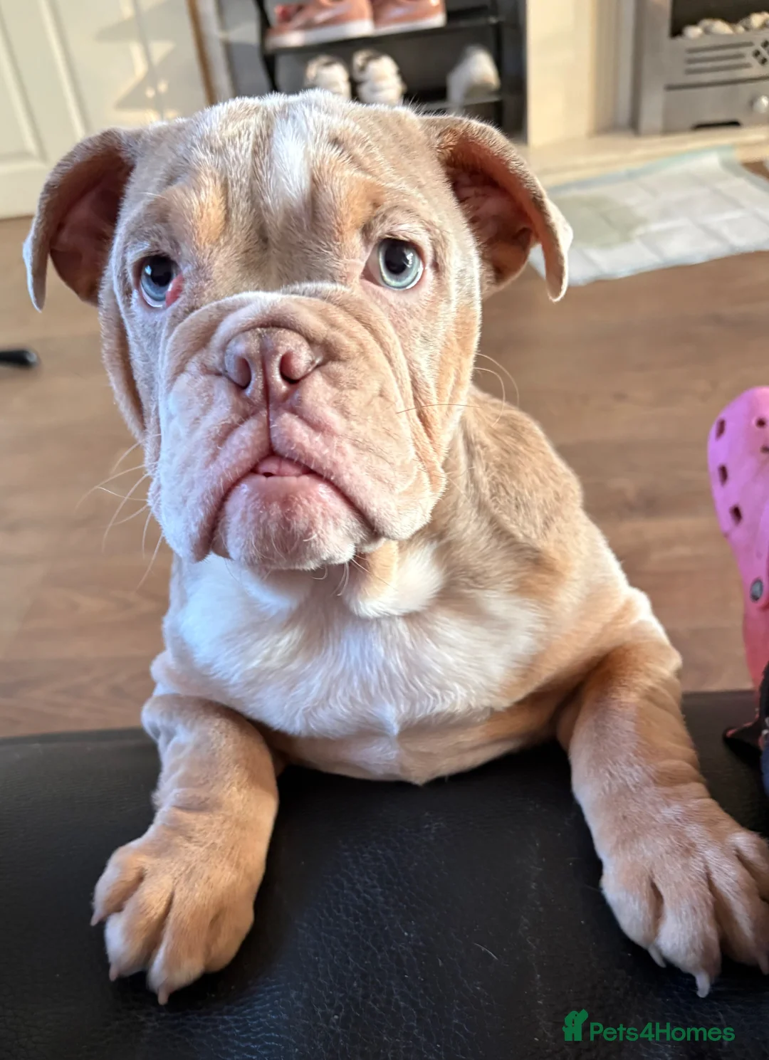 English Bulldog dogs for sale: lovely english bulldog for sale  - Advert 2
