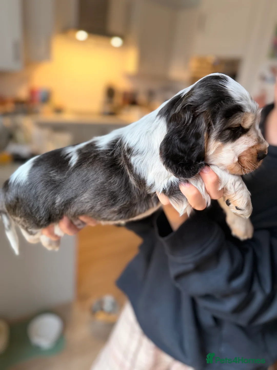 Cocker Spaniel dogs for sale: Adorable show cocker spaniel boys! Last Boy left - Advert 9