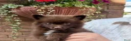 German Spitz dogs for sale: Beautiful Litter of German Spitz Mittel'serman in Bury Saint Edmunds - Advert 5