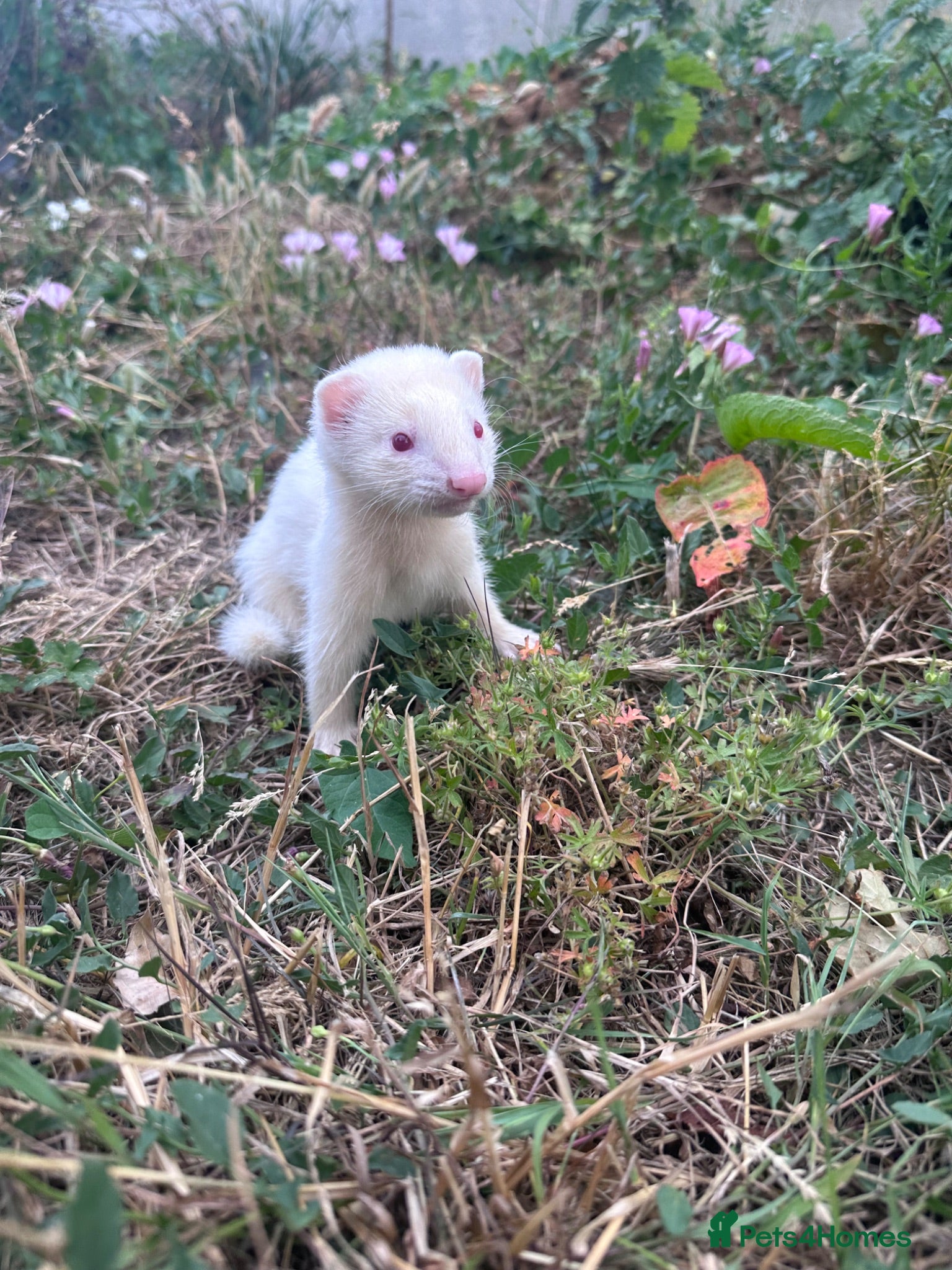 Ferret rodents Hobbs for sale - Advert 2