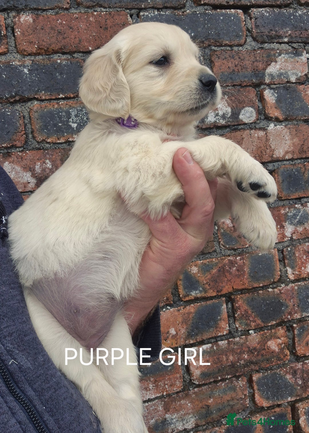 Golden Retriever dogs for sale: KC GOLDEN RETRIEVER PUPPIES HEALTH TESTED PARENTS  - Image 12