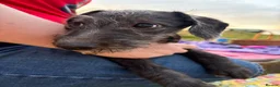 Mixed Breed dogs for sale: Bedlington whippet cross - Advert 3
