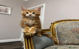 Maine Coon cats for sale: Maine Coon Kittens with Elite Heritage 🌟🌟🌟🌟🌟 - Image 38
