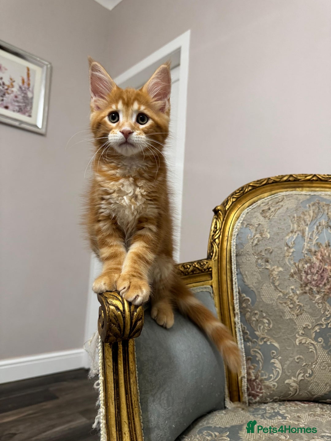 Maine Coon cats for sale: Maine Coon Kittens with Elite Heritage 🌟🌟🌟🌟🌟 - Image 38