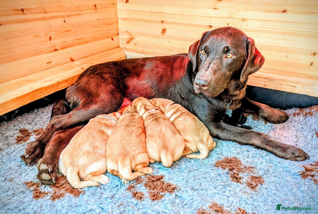 Labrador Retriever dogs for sale: Fully Health Tested/RKC Registered Labrador Pups - Advert 7