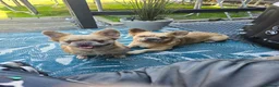 French Bulldog dogs for sale: Fluffy frenchies - Advert 2