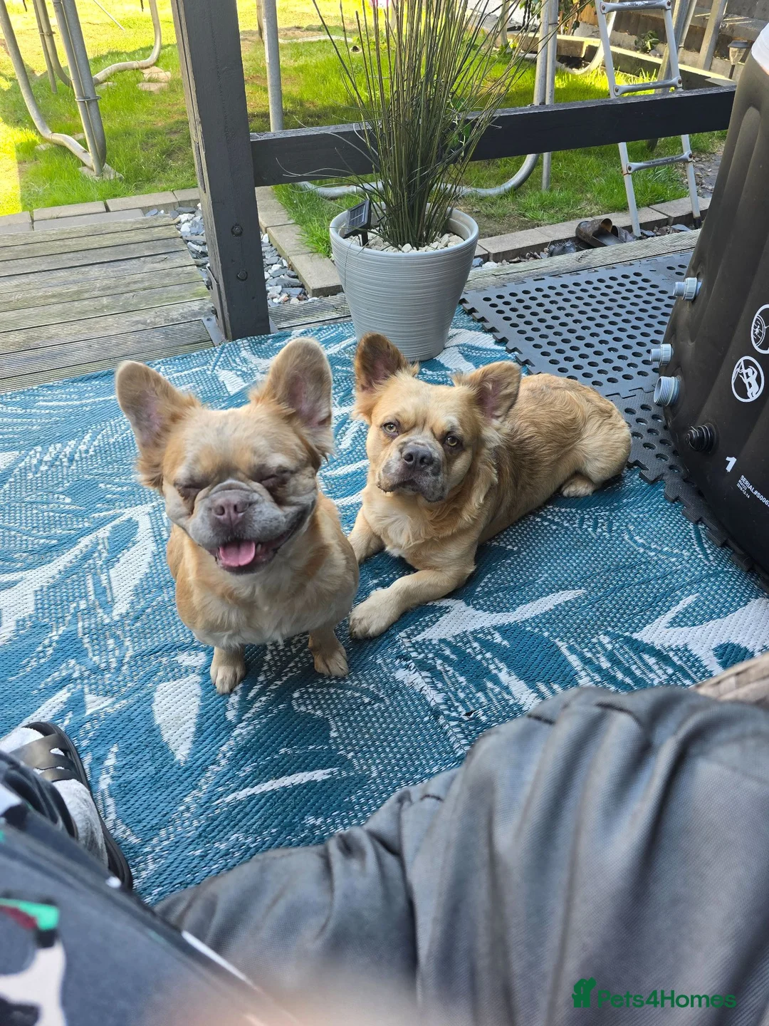French Bulldog dogs for sale: Fluffy frenchies - Advert 2