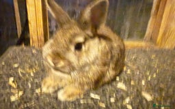 Netherland Dwarf rabbits for sale: Young Netherland Dwarfs for sale in Barrow-in-Furness - Image 32