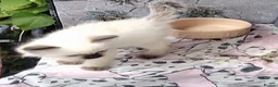 Ragdoll cats for sale: Ragdoll male ready now - Advert 5