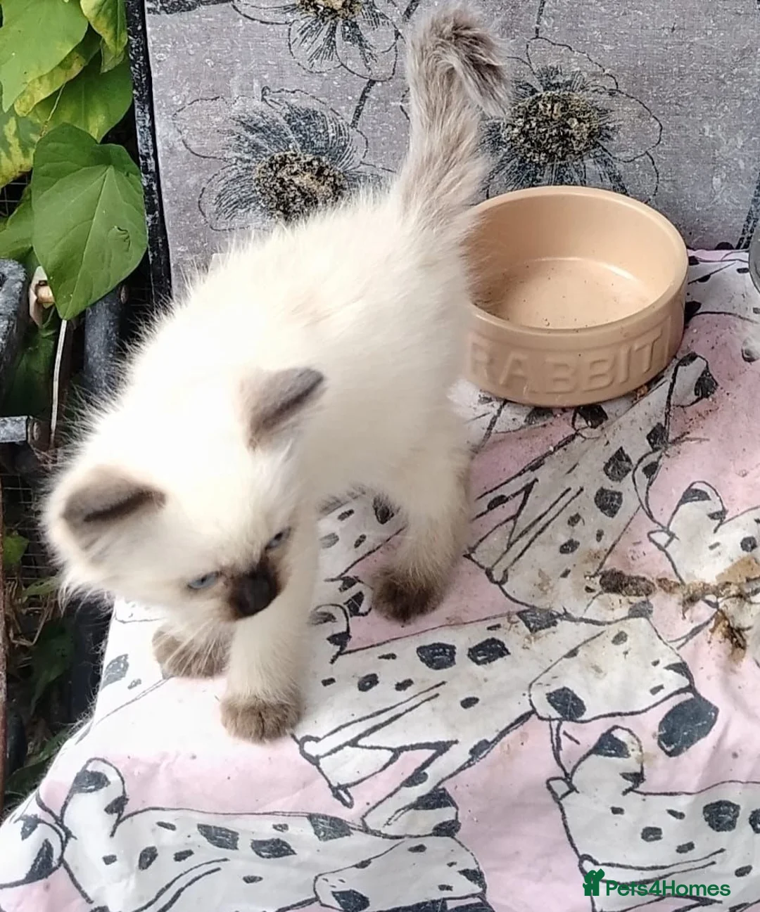 Ragdoll cats for sale: Ragdoll male ready now - Advert 5