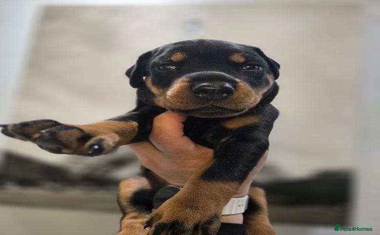 Dobermann dogs 🥇European Champion Line Dobermann puppies 🐶 🏆  - Advert 3