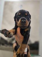 Dobermann dogs 🥇European Champion Line Dobermann puppies 🐶 🏆 - Advert 7