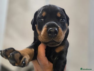 Dobermann dogs for sale: 🥇European Champion Line Dobermann puppies 🐶 🏆 - Advert 1