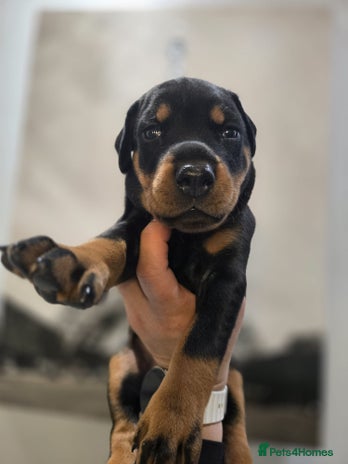 Dobermann dogs 🥇European Champion Line Dobermann puppies 🐶 🏆 - Advert 3
