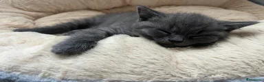 Blue Classic Tabby 