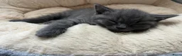 British Shorthair cats for sale: 🐾 GCCF Registered British Shorthair Kittens  - Advert 10