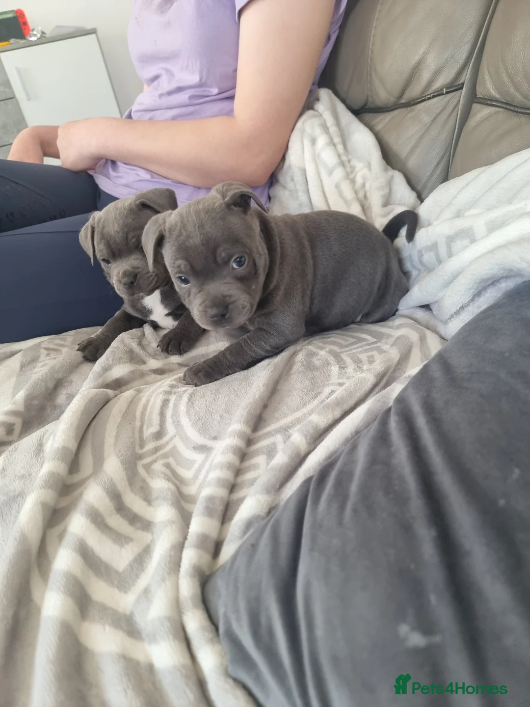 Staffordshire Bull Terrier dogs for sale: Full pedigree blue Staffordshire bull terrier  in Rhyl - Advert 29