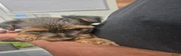 Yorkshire Terrier dogs for sale: 5 beautiful full breed yorkies for sale - Advert 19
