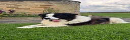 Border Collie dogs for sale: Gorgeous Litter of border collie puppy’s  - Advert 8