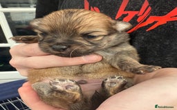 Pomchi dogs for sale:  **  Beautiful Pomchi loved & socialised  - Image 12