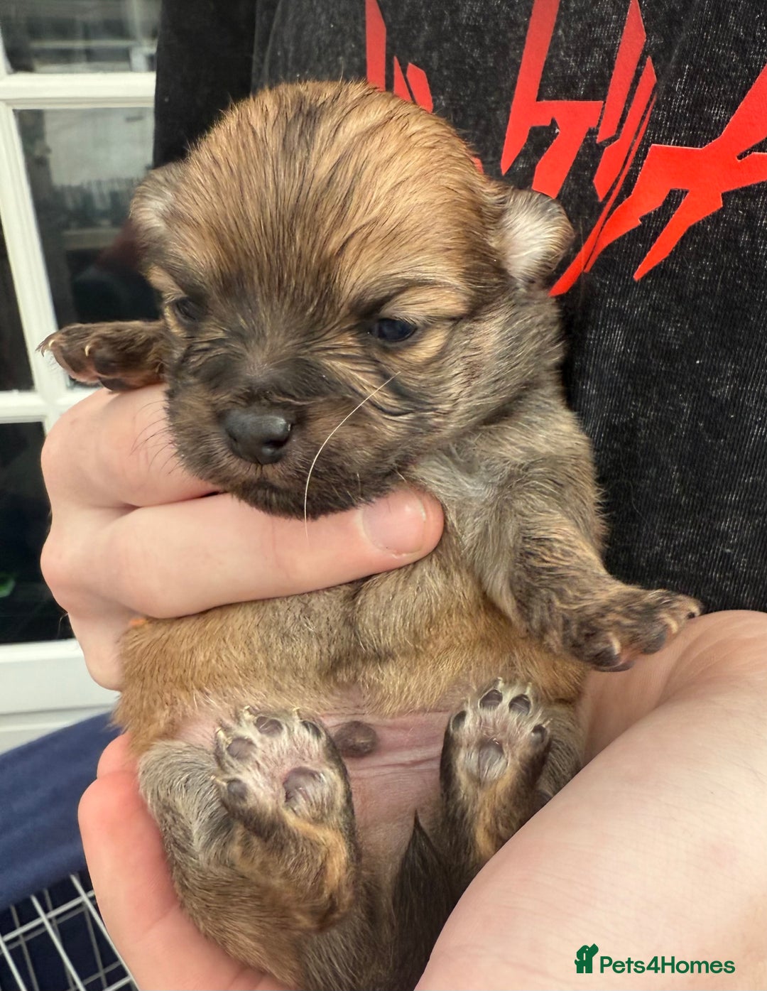 Pomchi dogs for sale:  **  Beautiful Pomchi loved & socialised  - Image 12