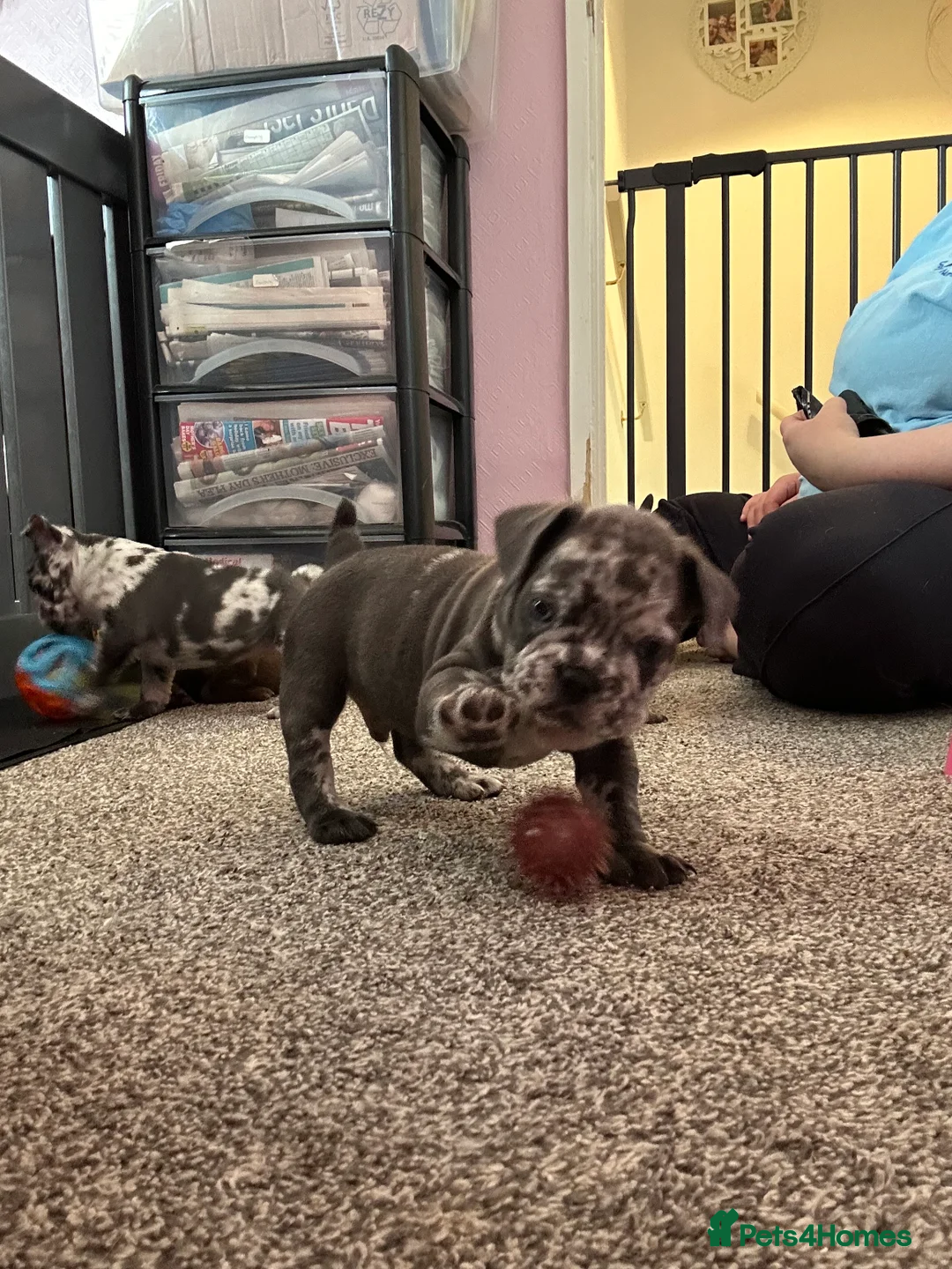 French Bulldog dogs for sale: Charming selection of French Bulldog Puppies - Image 14