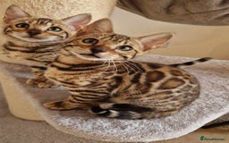 Bengal cats for sale: Amazing Bengal kittens 🥰 last boy left ❤️ in Corby - Image 35