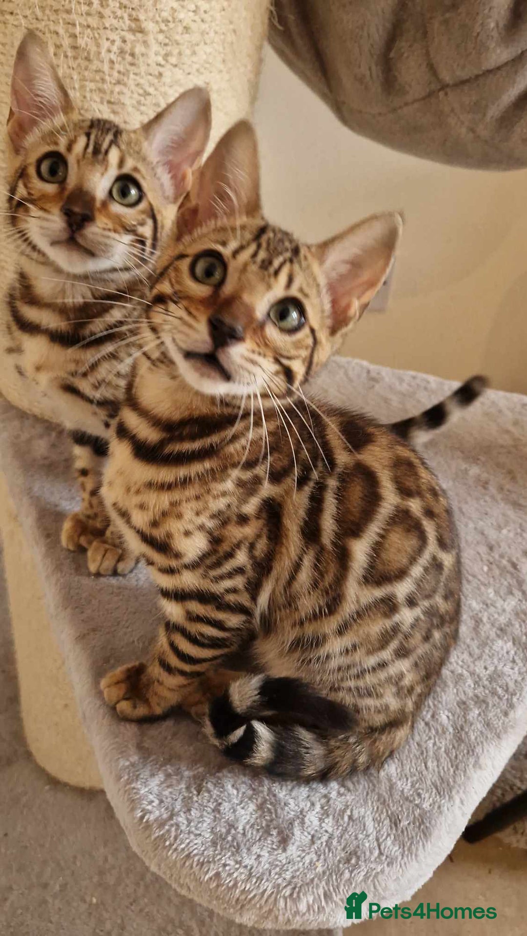 Bengal cats for sale: Amazing Bengal kittens 🥰 last boy left ❤️ in Corby - Image 35