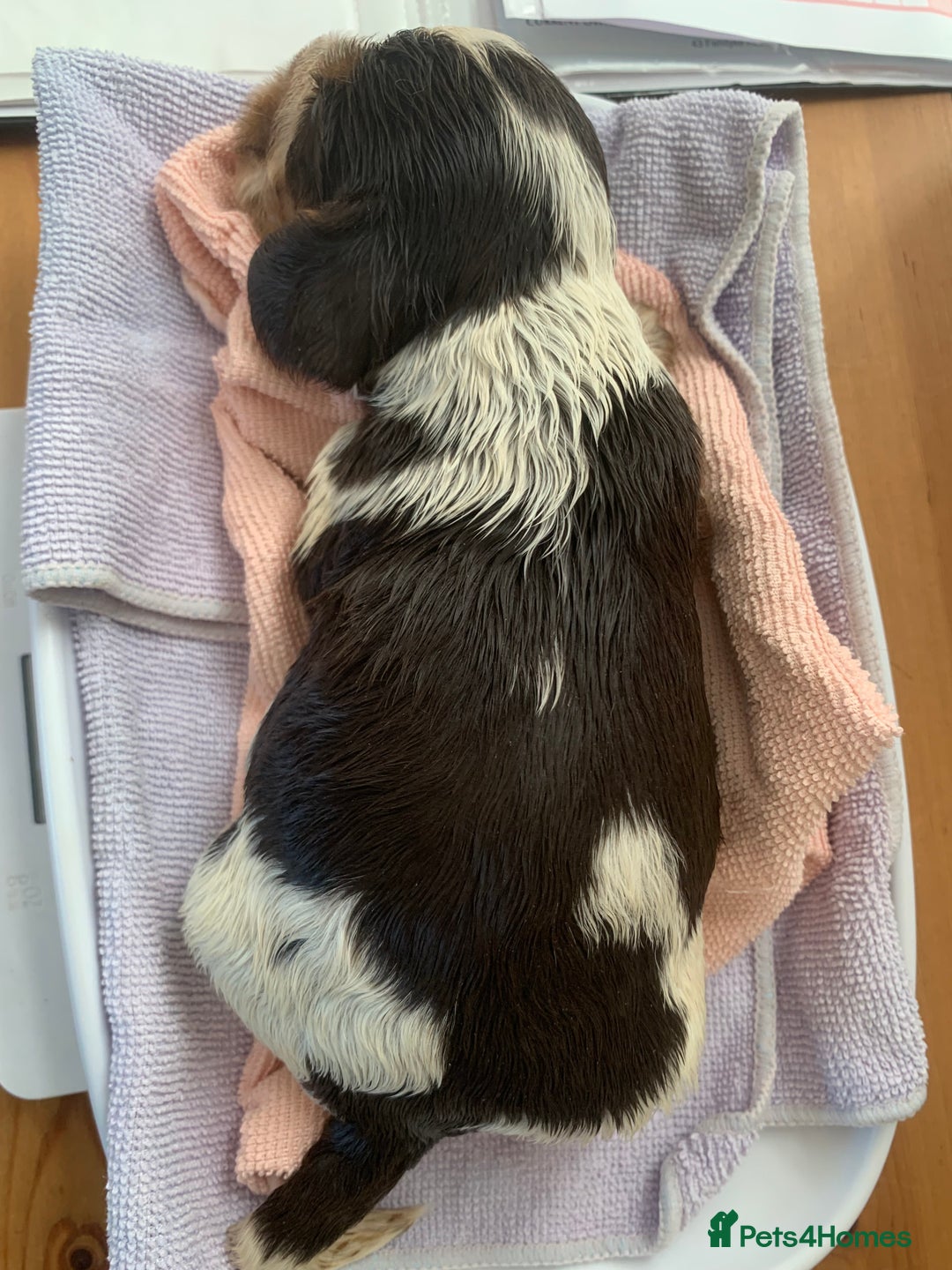 Cocker Spaniel dogs for sale: Beautiful show line cocker spaniel puppies  - Advert 34