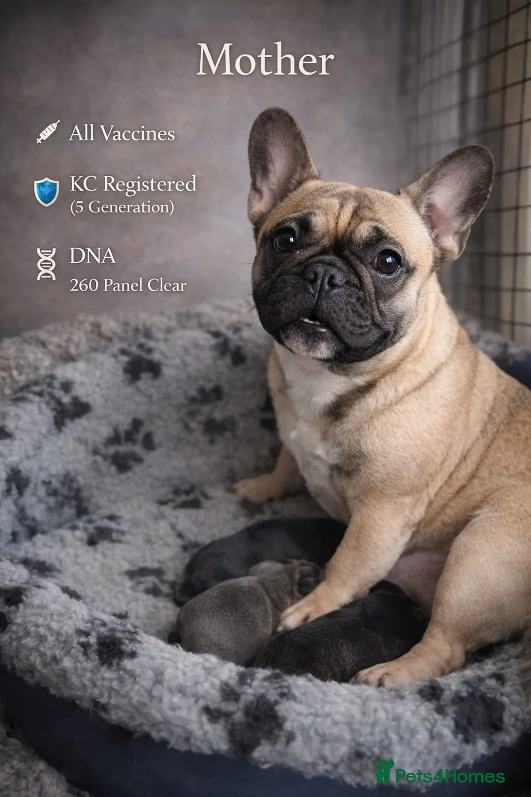 French Bulldog dogs for sale: French bulldog puppy’s  in Wisbech - Advert 2