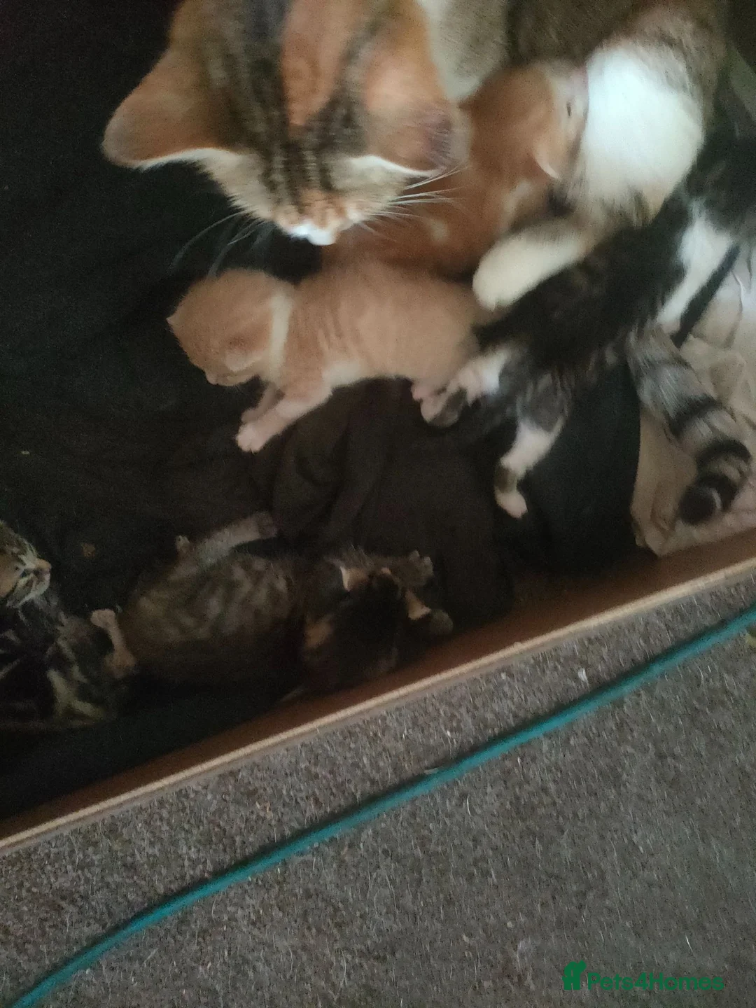 Bengal cats for sale: Gorgeous little kittens for sale  - Advert 20