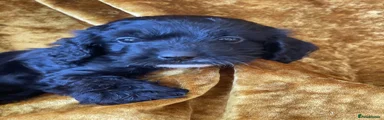 Cockapoo 2