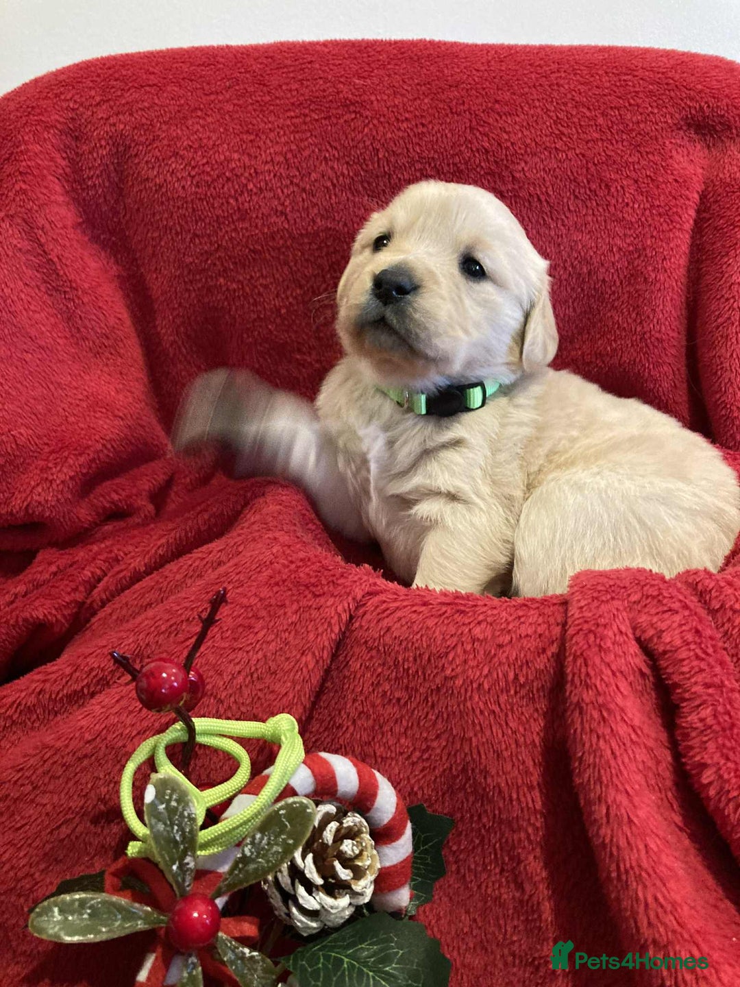 Golden Retriever dogs for sale: Golden Retriever puppies  - Advert 8