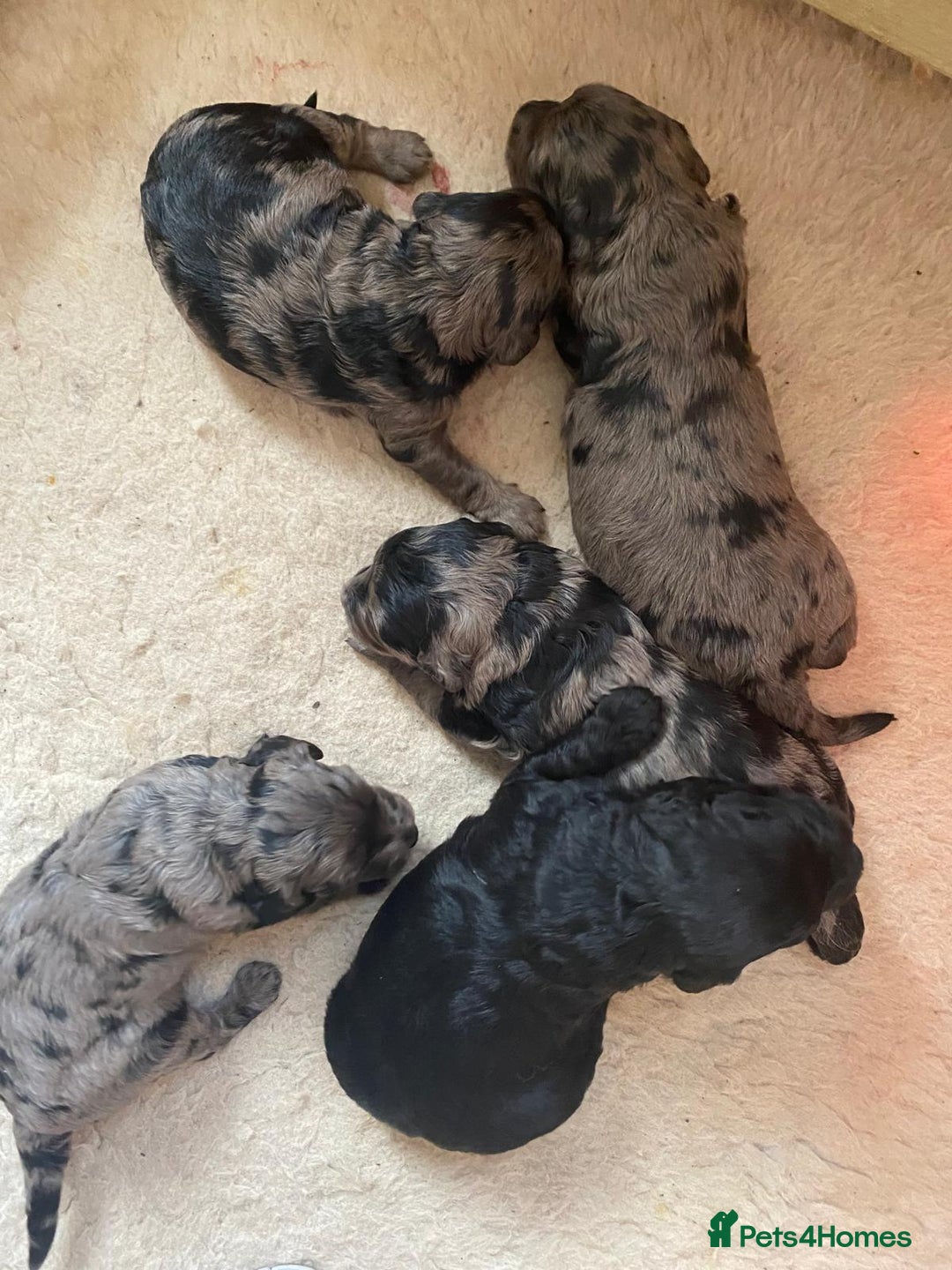 Goldendoodle dogs for sale: Gorgeous mini F1 goldendoodles - Image 6