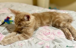 Maine Coon cats for sale: Last Ginger Boy Pure Mainecoon! - Image 18