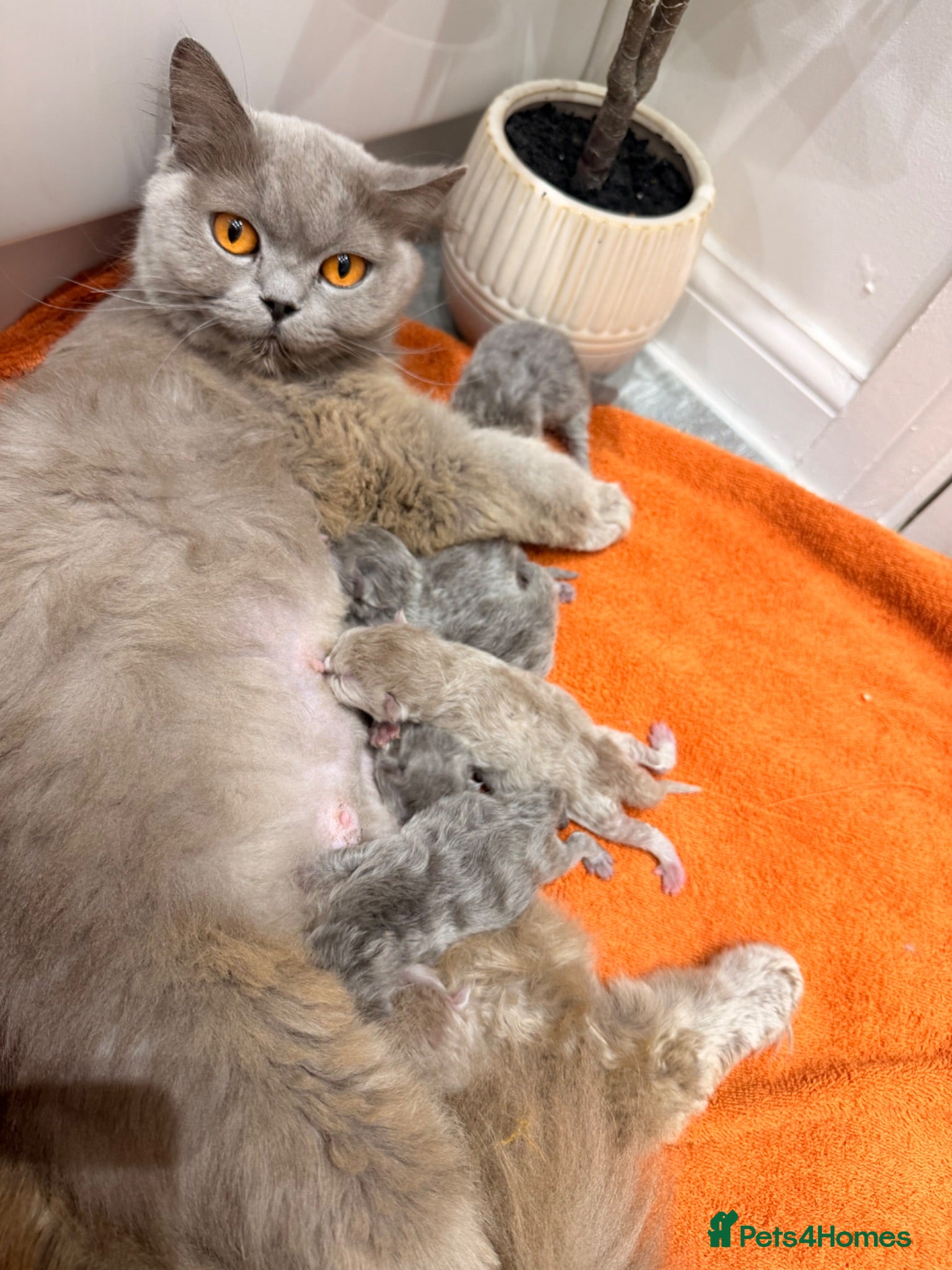 British Longhair cats Beautiful grey and lilac kittens - Advert 3