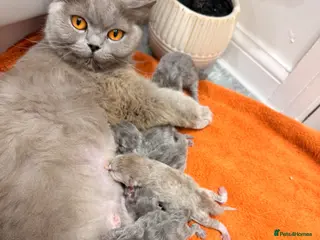 British Longhair cats Beautiful grey and lilac kittens - Advert 2