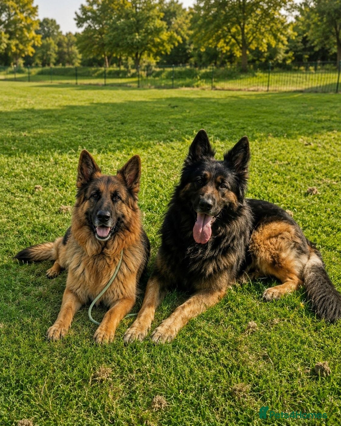 German Shepherd dogs German Shepherd Puppies – Healthy, Socialised  - Advert 1