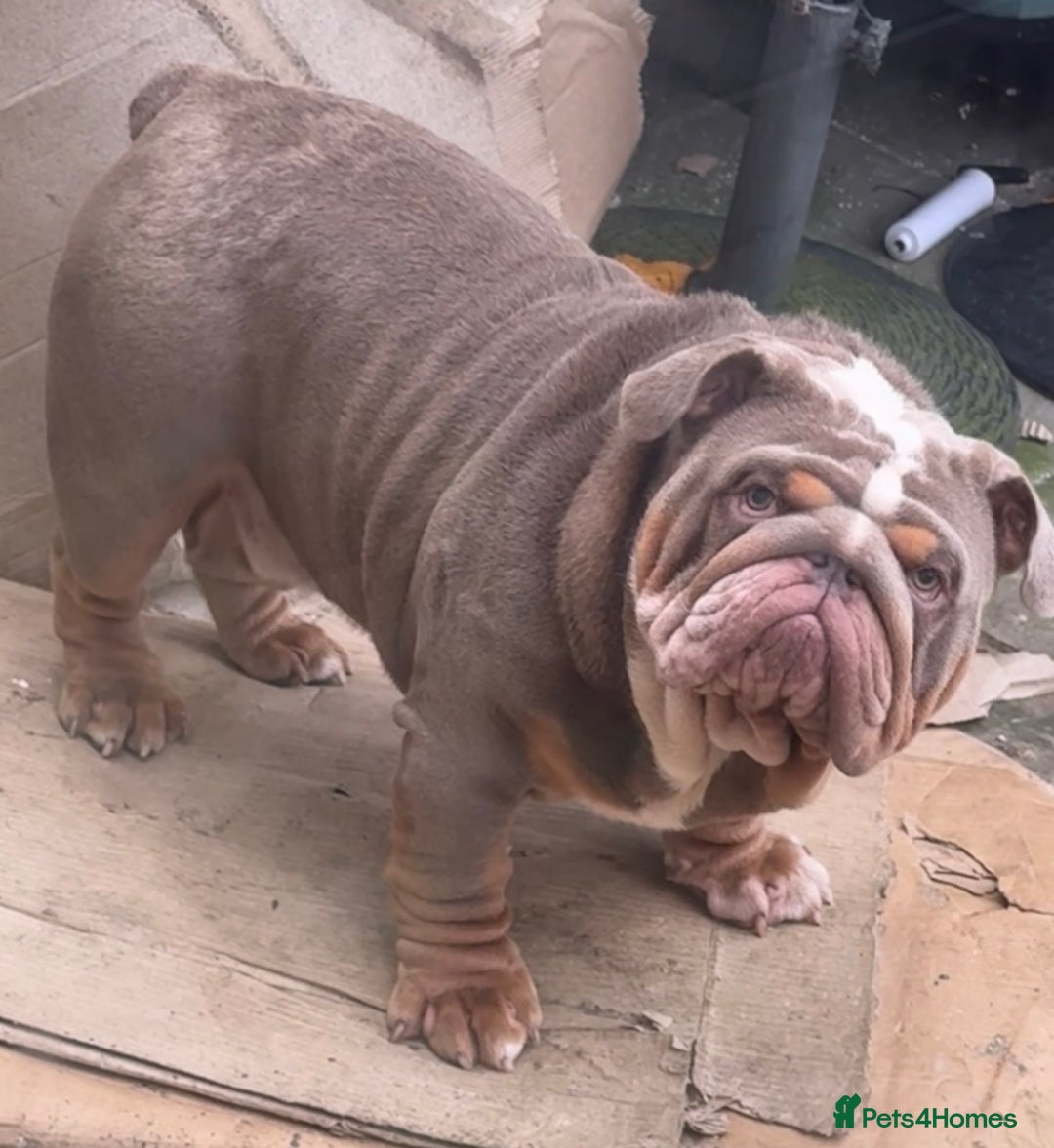 English Bulldog dogs for stud: FOR STUD 🔥Lilac tan tri english bulldog  in Wakefield - Advert 4