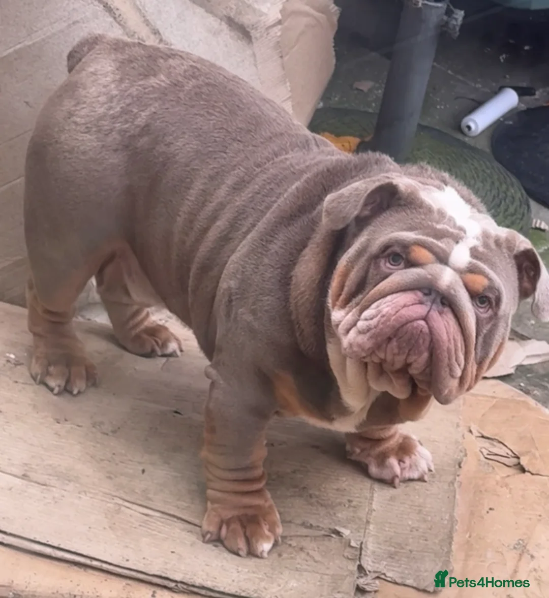 English Bulldog dogs for stud: FOR STUD 🔥Lilac tan tri english bulldog  in Wakefield - Advert 4