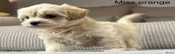 Maltipoo dogs for sale: A BEAUTIFUL ARRAY OF COLOURS AND LOVELINESS  - Advert 12