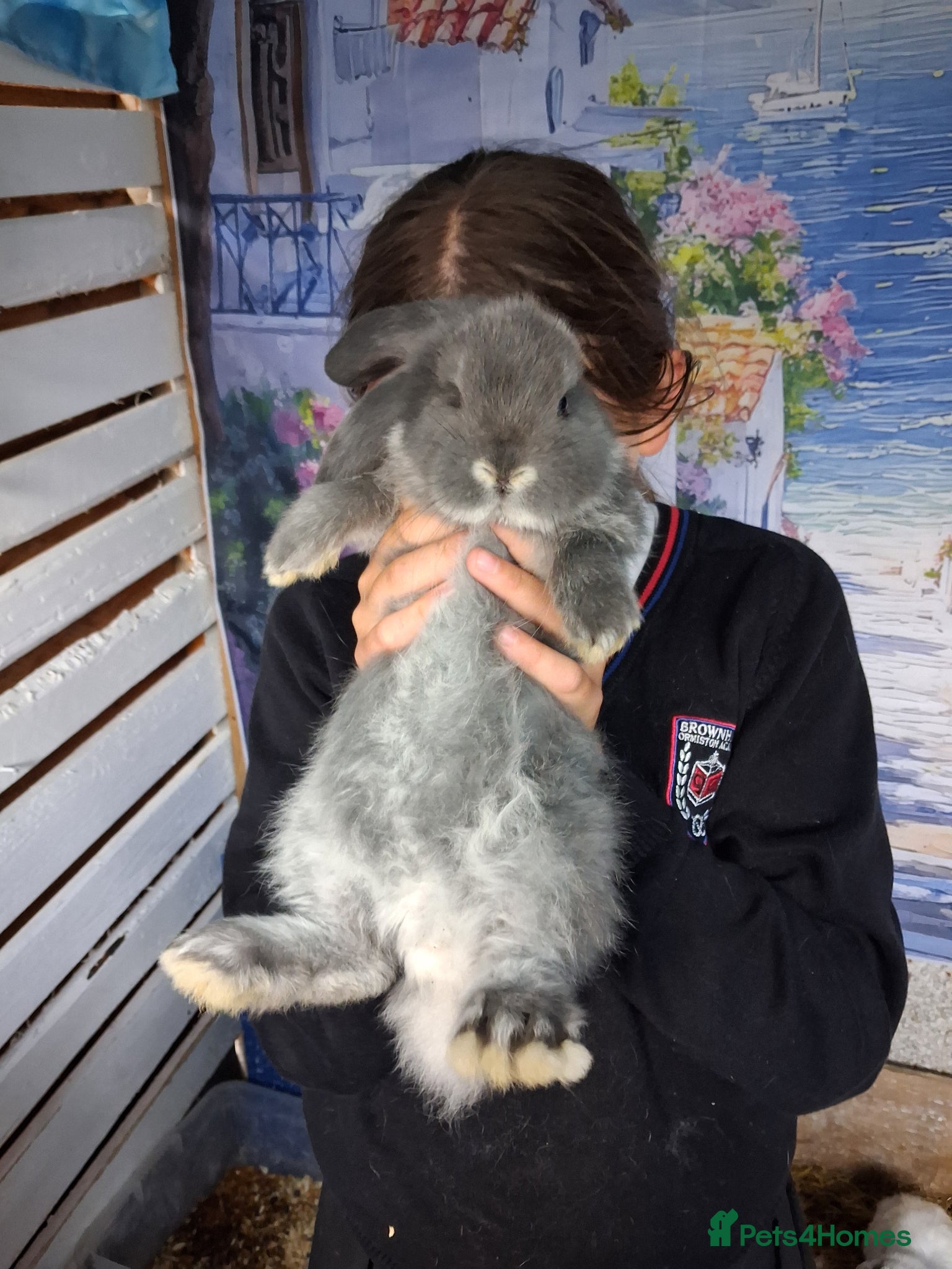 French Lop rabbits French lop bunnies - Advert 1