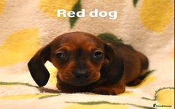 Miniature Dachshund dogs for sale: Beautiful Miniature Dachshund Pups - Image 2